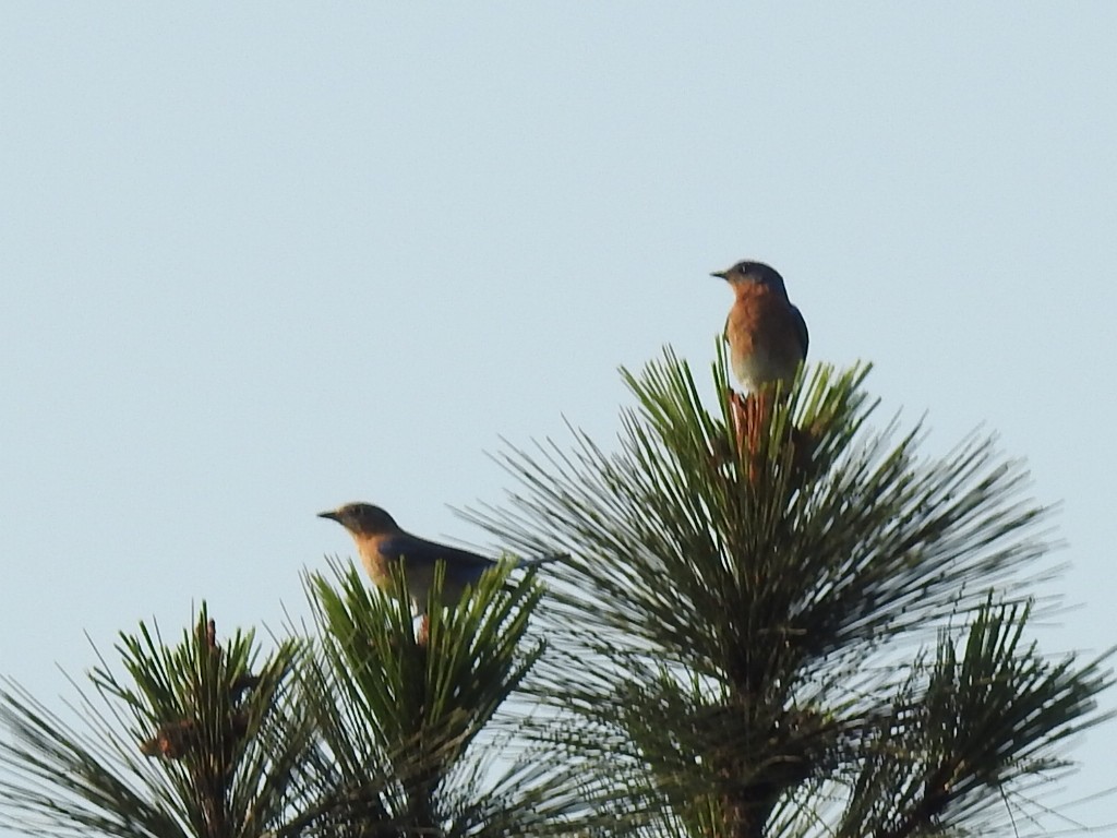 Eastern Bluebird - ML554183761