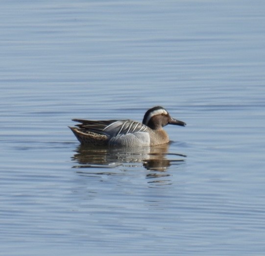 Garganey - Logan Wilson