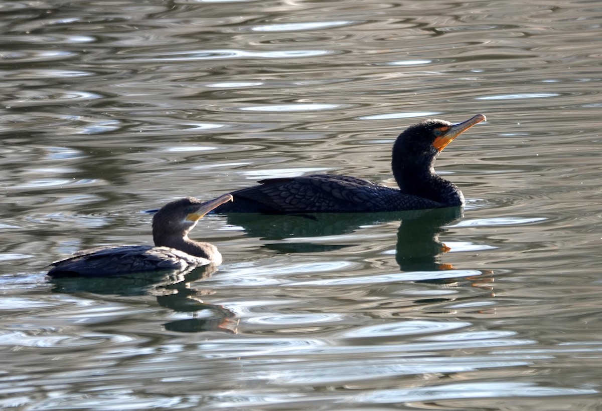 Double-crested Cormorant - ML554186941