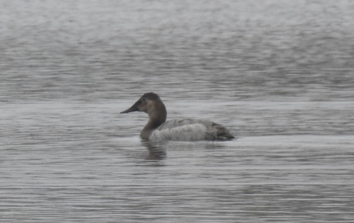 Canvasback - ML554187121