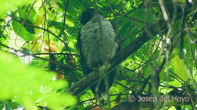 Black-and-white Owl - ML554188441