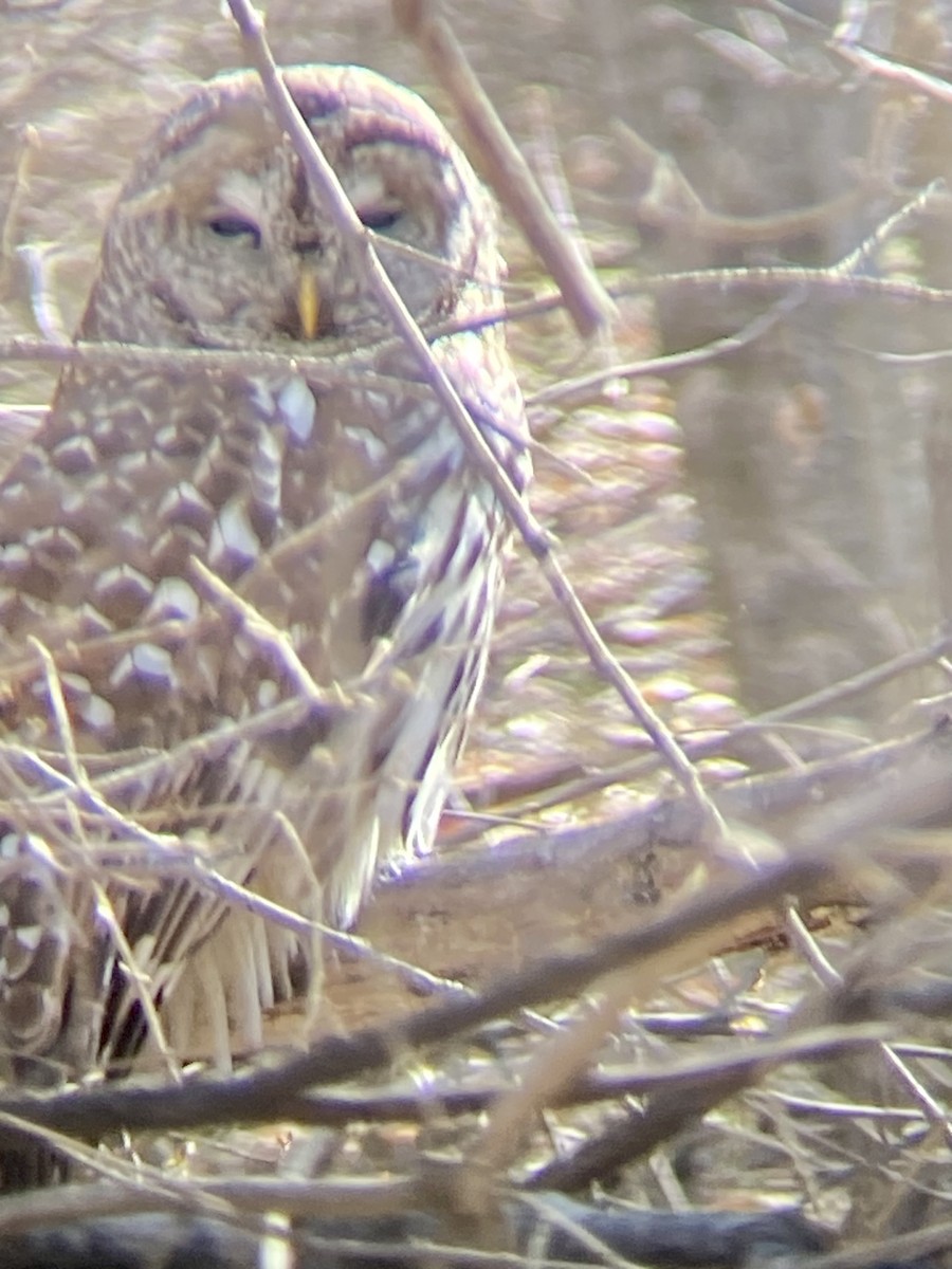 Barred Owl - ML554188731