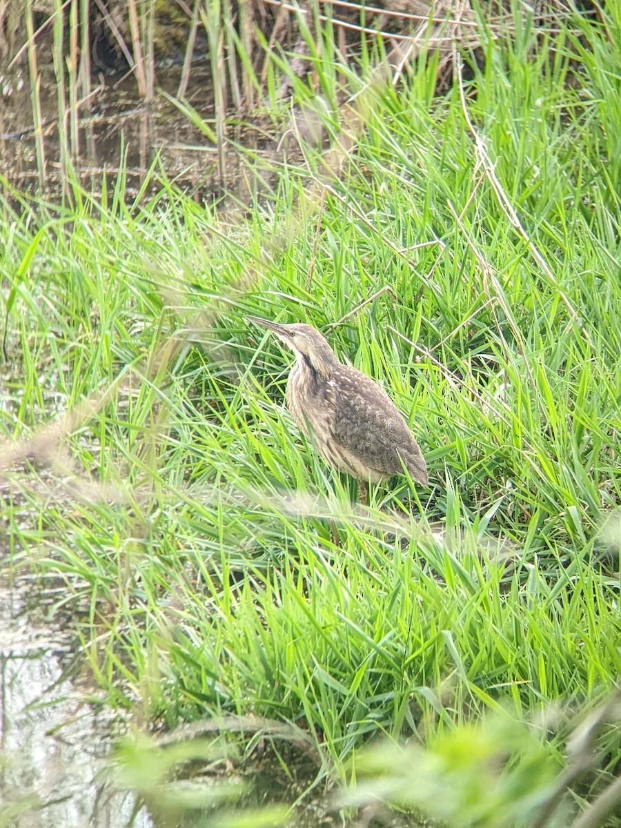 American Bittern - ML554189131