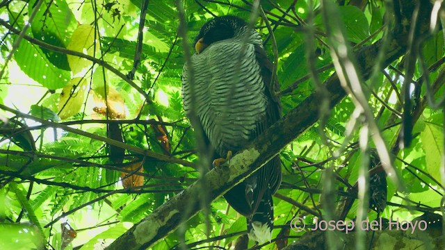 Black-and-white Owl - ML554190451