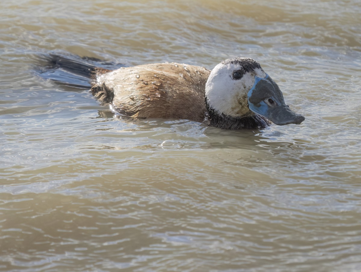 White-headed Duck - ML554190461