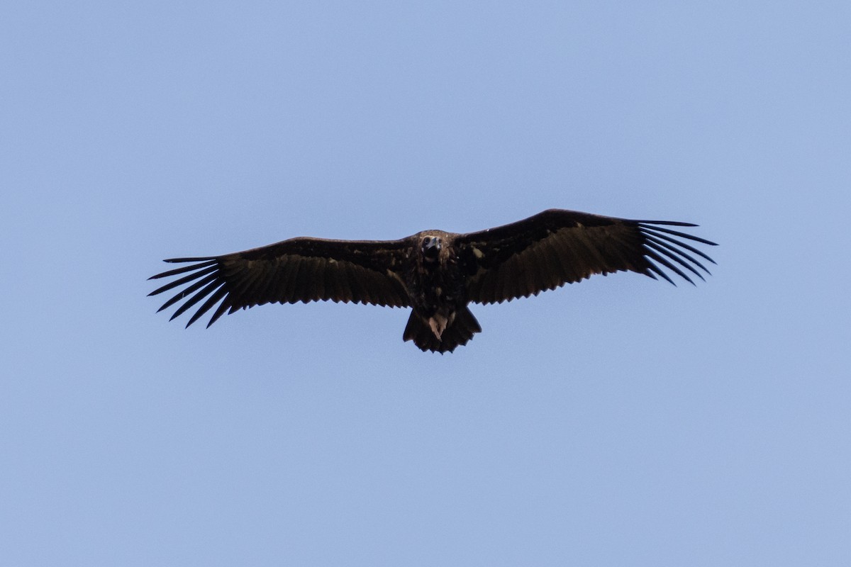 Cinereous Vulture - ML554190821