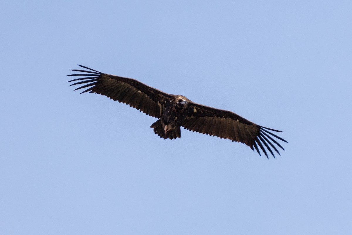 Cinereous Vulture - ML554190831