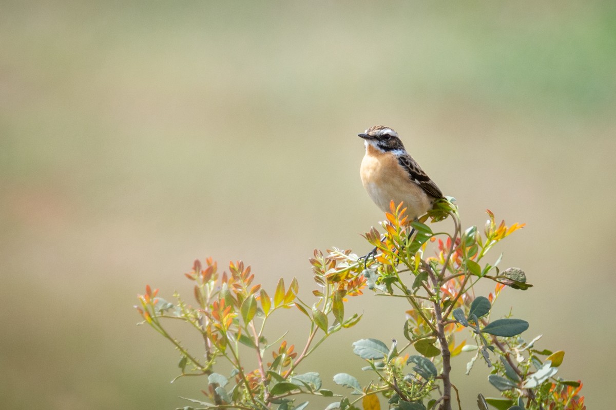 Whinchat - ML554190881