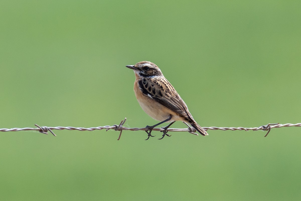 Whinchat - ML554190891