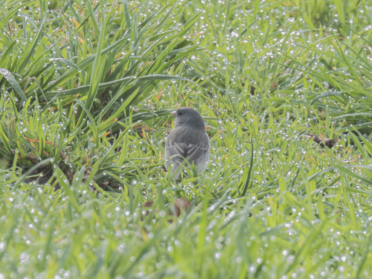 Dark-eyed Junco - ML554191661