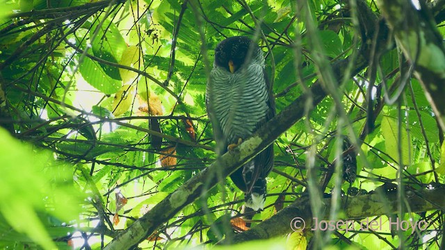 Black-and-white Owl - ML554193631