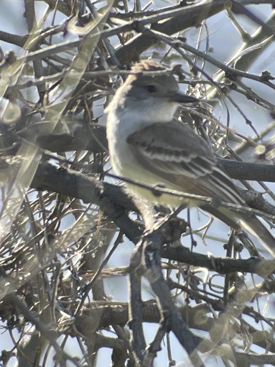 Ash-throated Flycatcher - ML554193791
