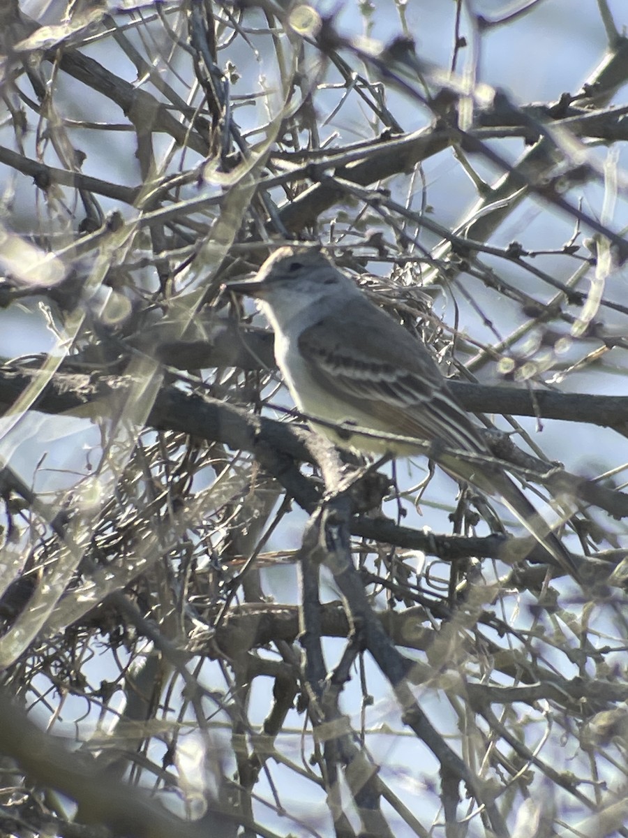 Ash-throated Flycatcher - ML554193801