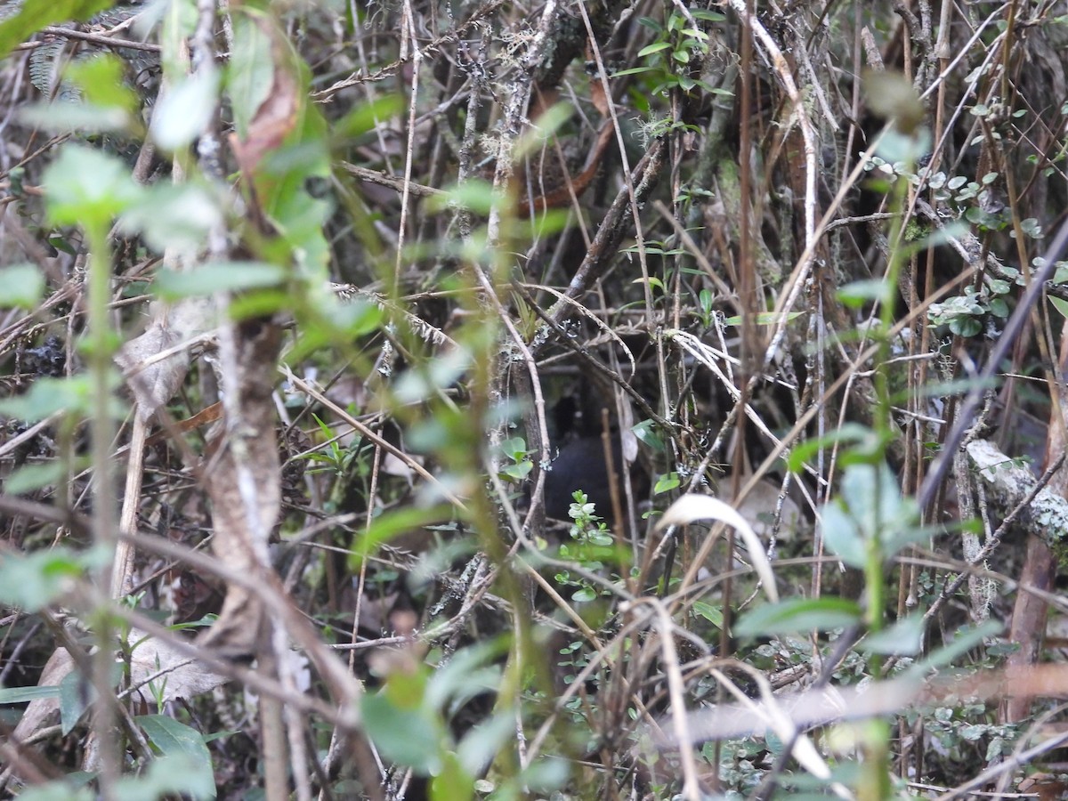 Perija Tapaculo - ML554194151