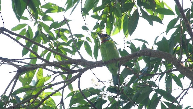 Taiwanbartvogel - ML554194881