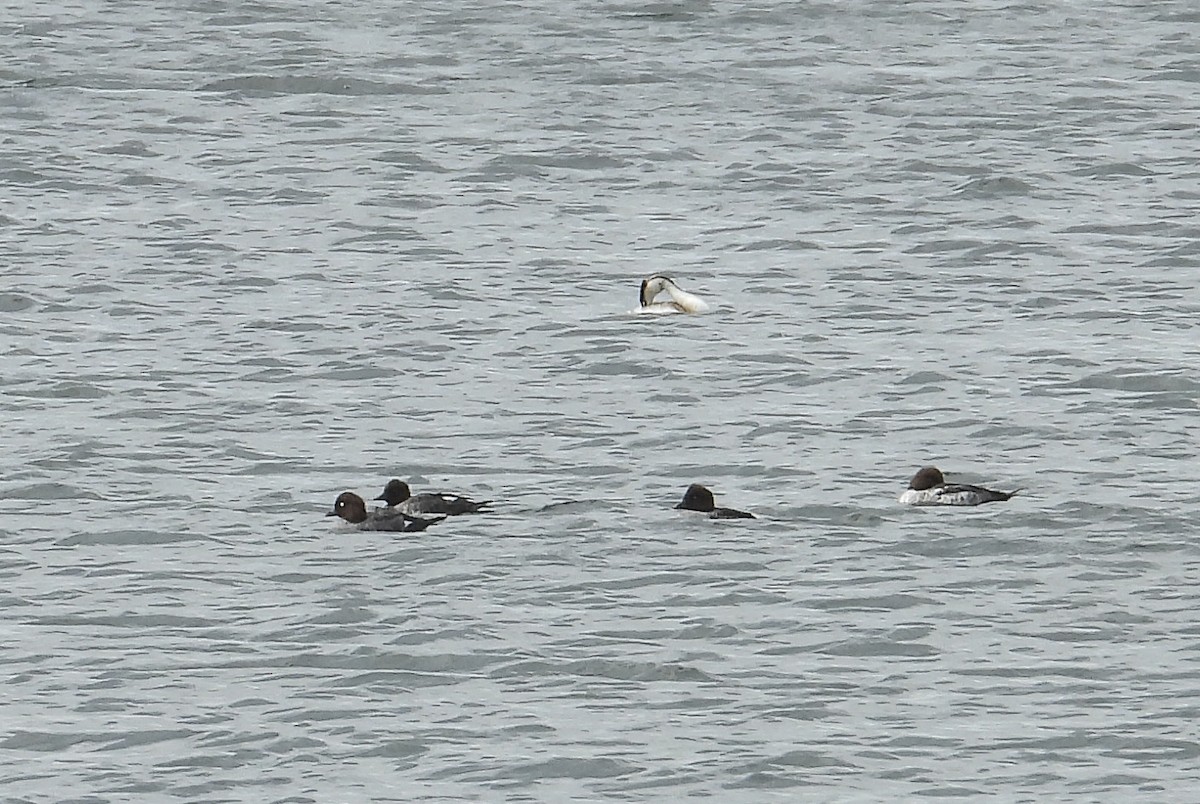 Common Goldeneye - ML554194991