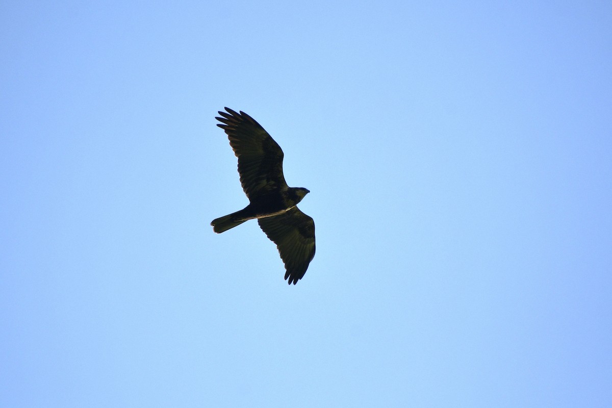 Western Marsh Harrier - ML554195321