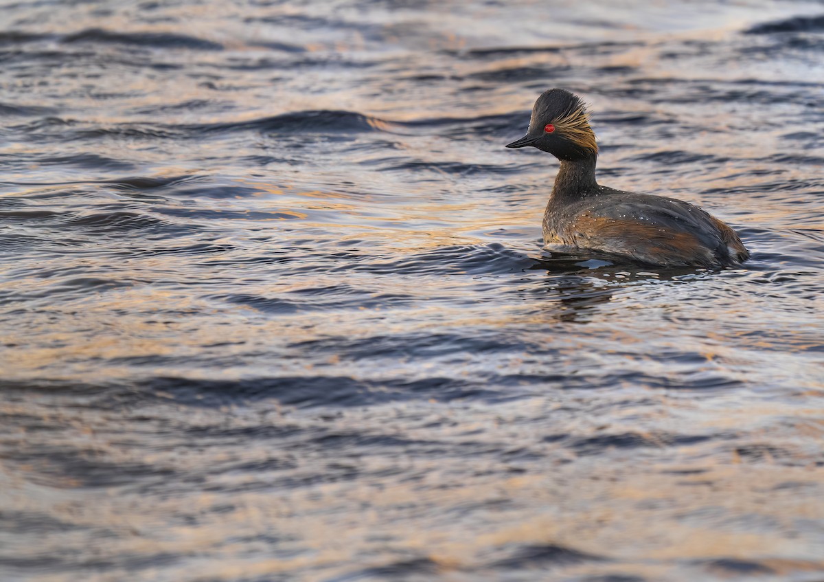 Eared Grebe - ML554196191