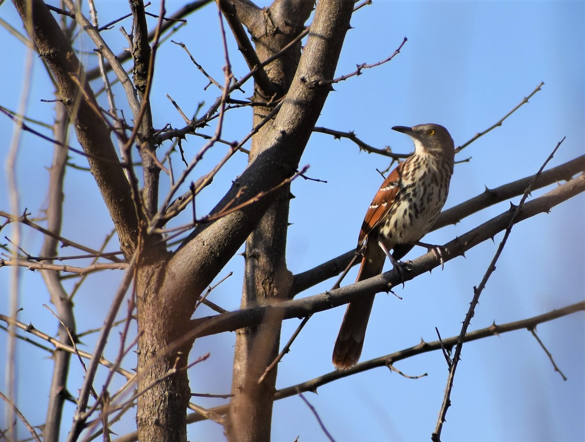 Brown Thrasher - ML554196771