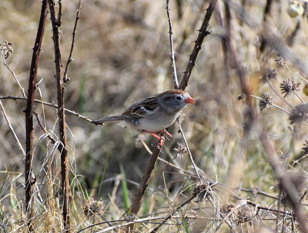 Field Sparrow - ML554196891