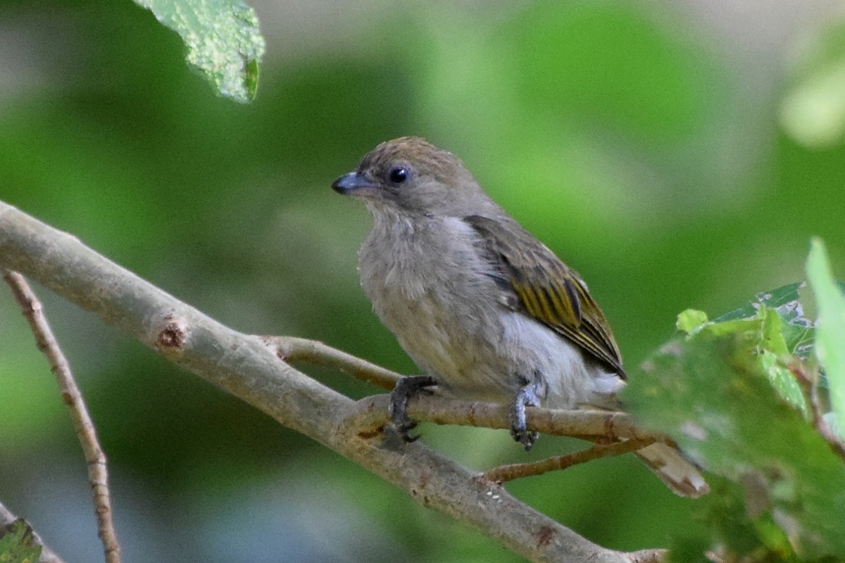 Pallid Honeyguide - Nathan Hentze