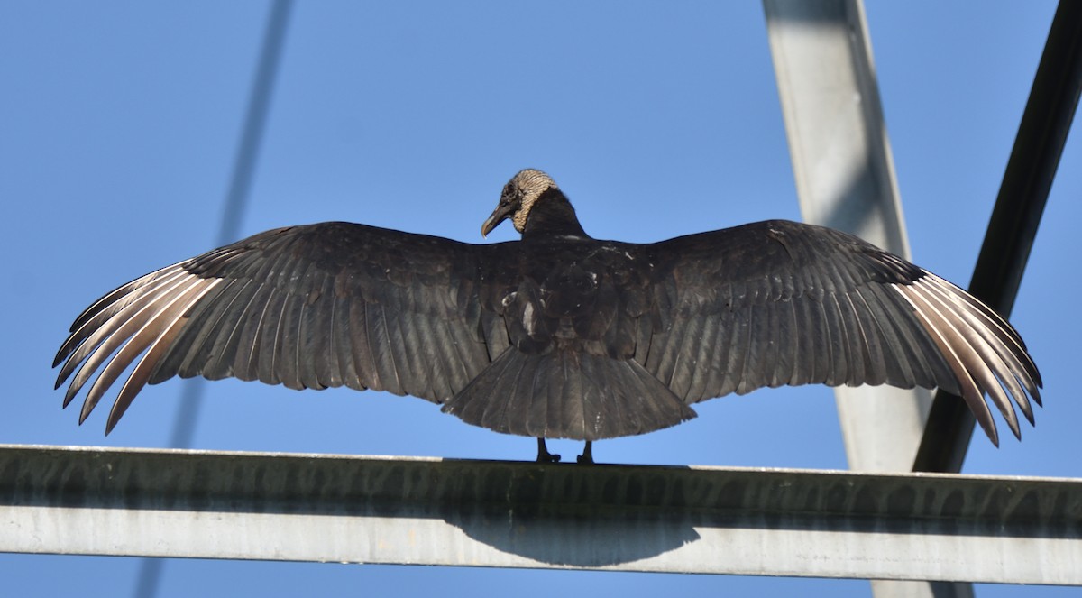 Black Vulture - ML554197361