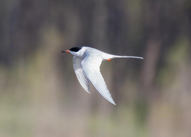 Forster's Tern - ML55419841