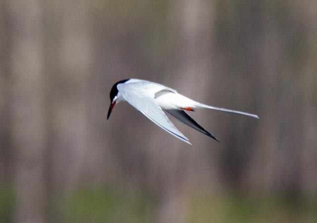 Forster's Tern - ML55419881