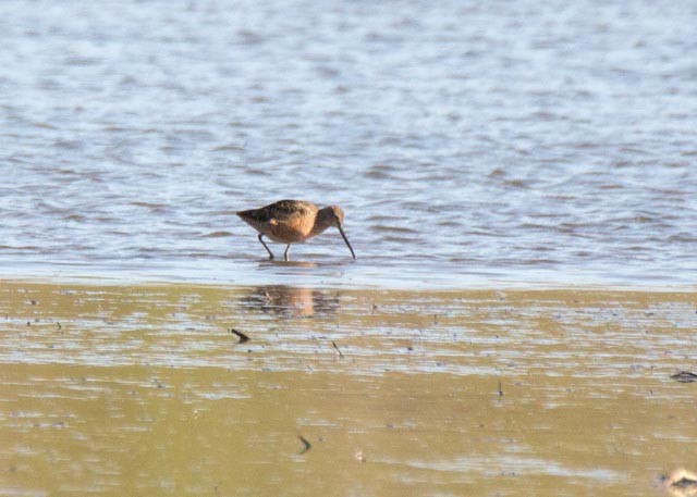 Long-billed Dowitcher - ML55420011