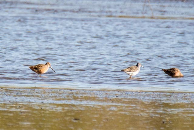 Long-billed Dowitcher - ML55420031