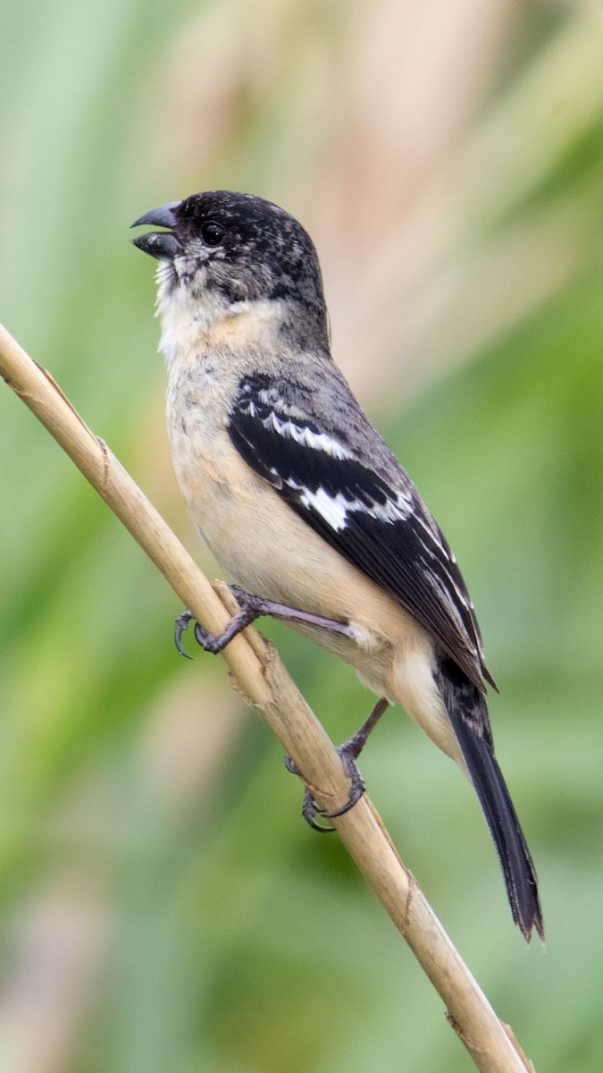 Morelet's Seedeater - ML55420101