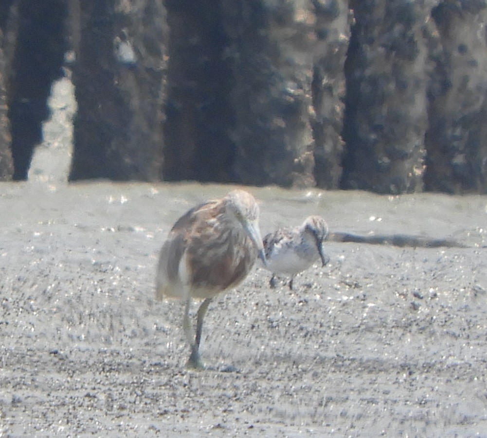 Javan Pond-Heron - ML554201171