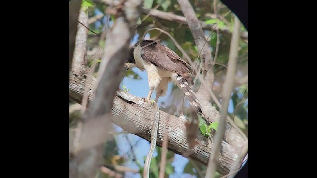 Macagua rieur - ML554201201