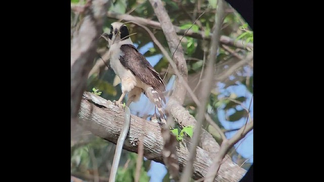 Laughing Falcon - ML554201211