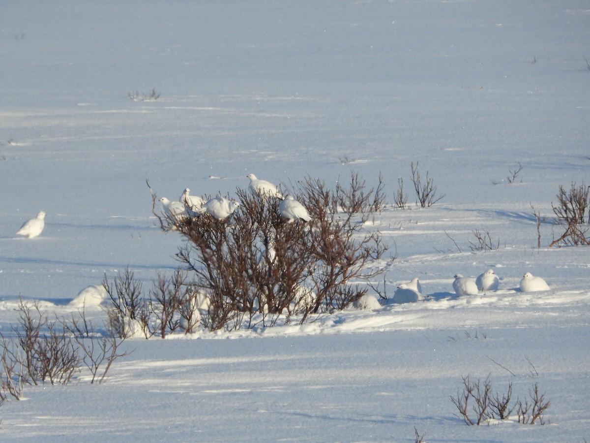 Willow Ptarmigan - ML554201591