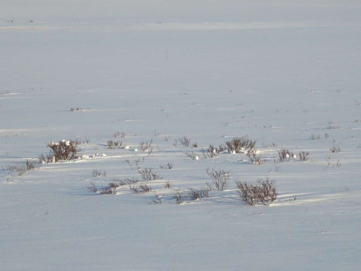 Willow Ptarmigan - ML554201601