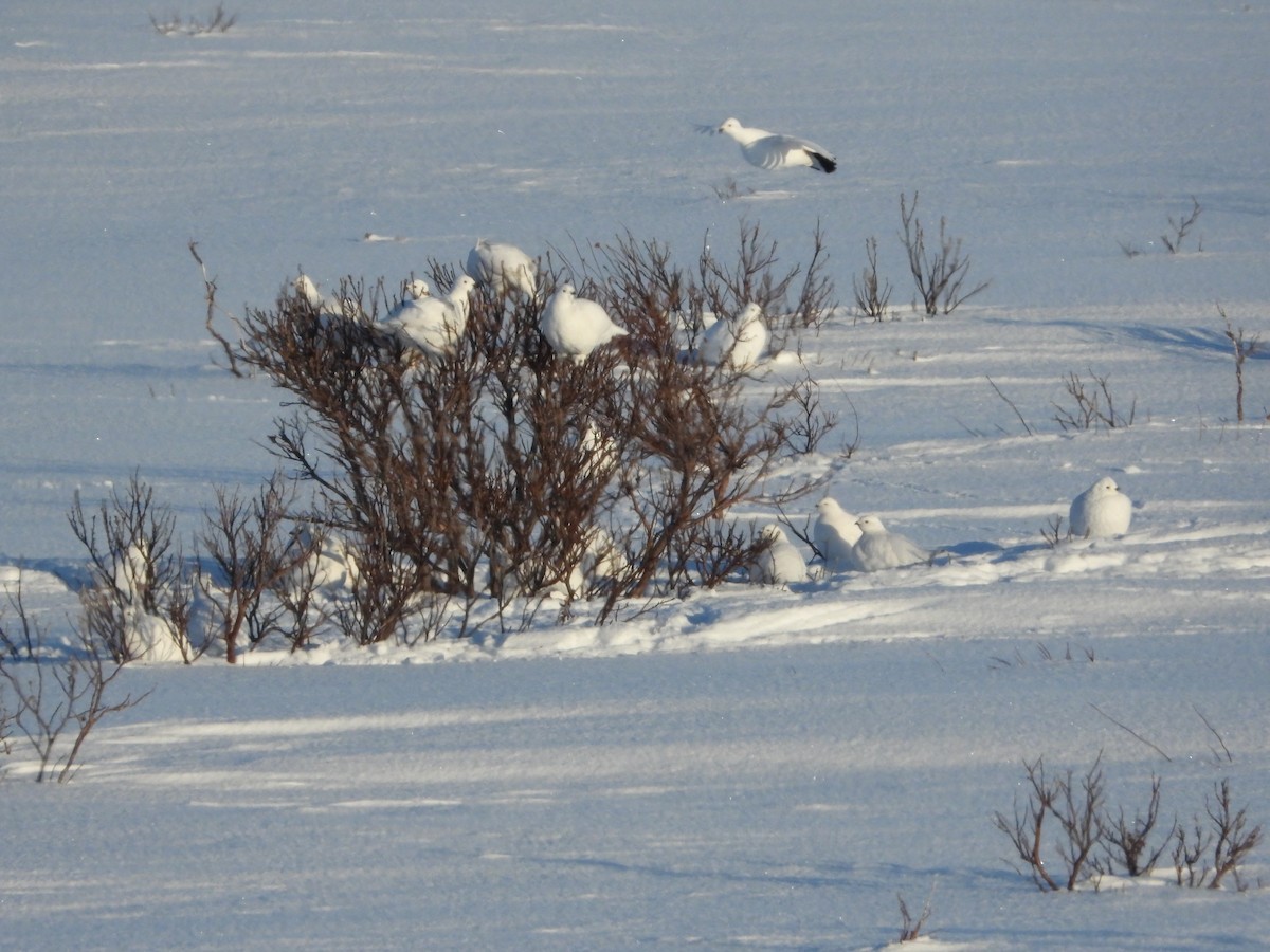 Willow Ptarmigan - ML554201611