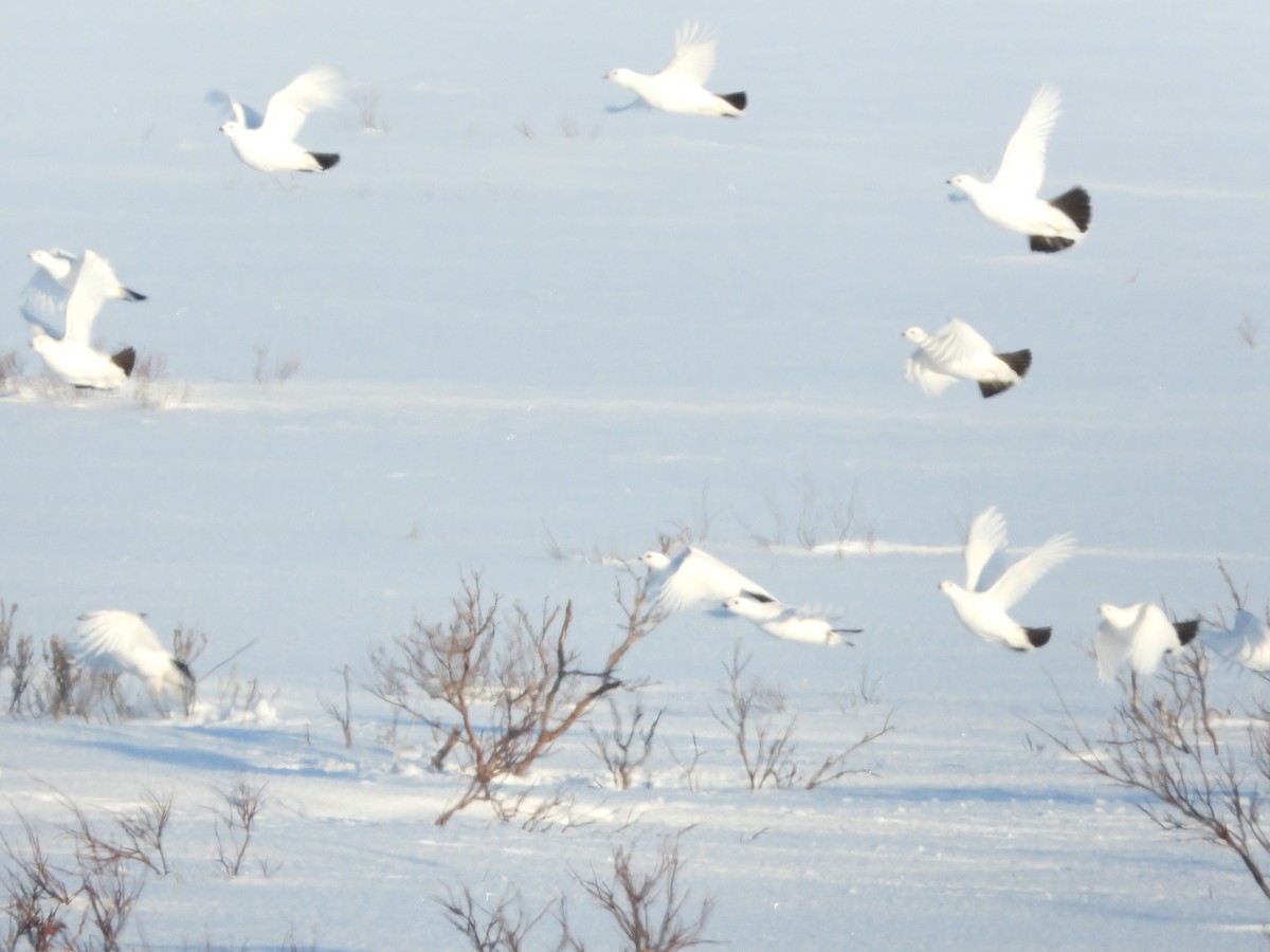 Willow Ptarmigan - ML554201621