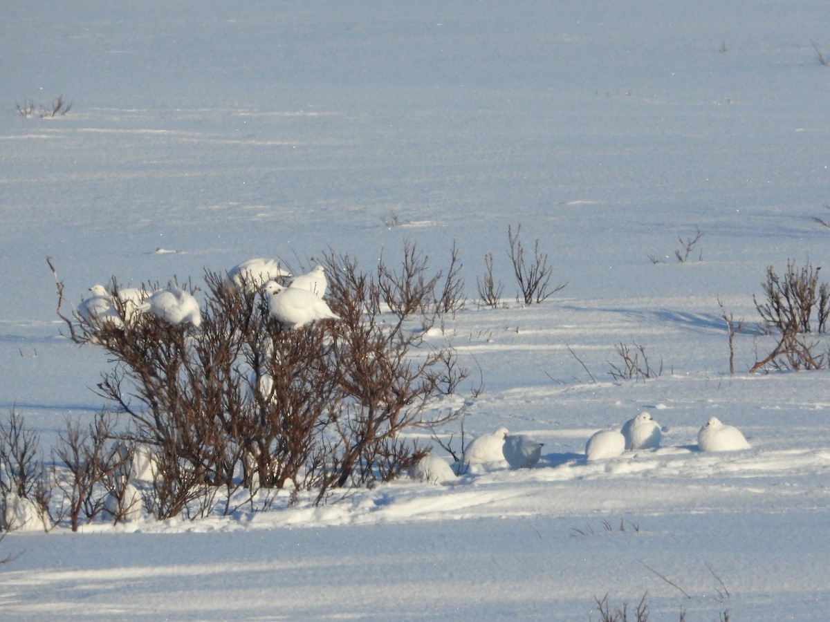 Willow Ptarmigan - ML554201631