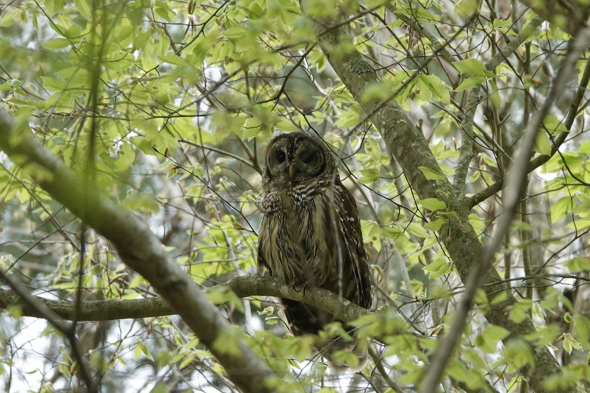 Barred Owl - ML554202311