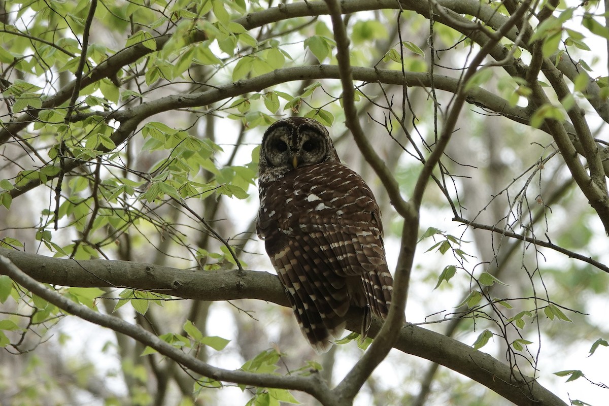 Barred Owl - ML554202321