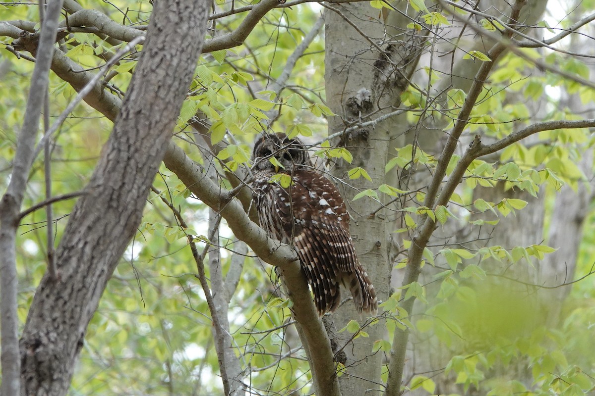 Barred Owl - ML554202331