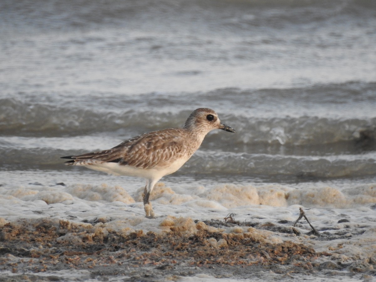 Black-bellied Plover - ML554202651