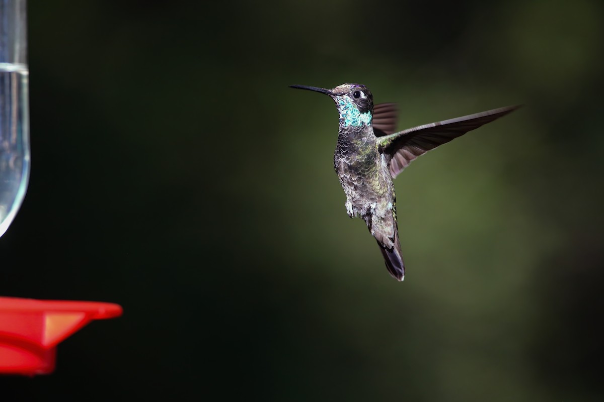 kolibřík skvostný - ML554202861