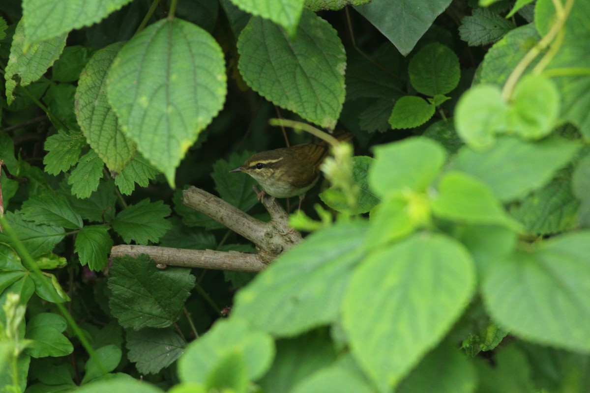 Pale-legged Leaf Warbler - Ko Cheng