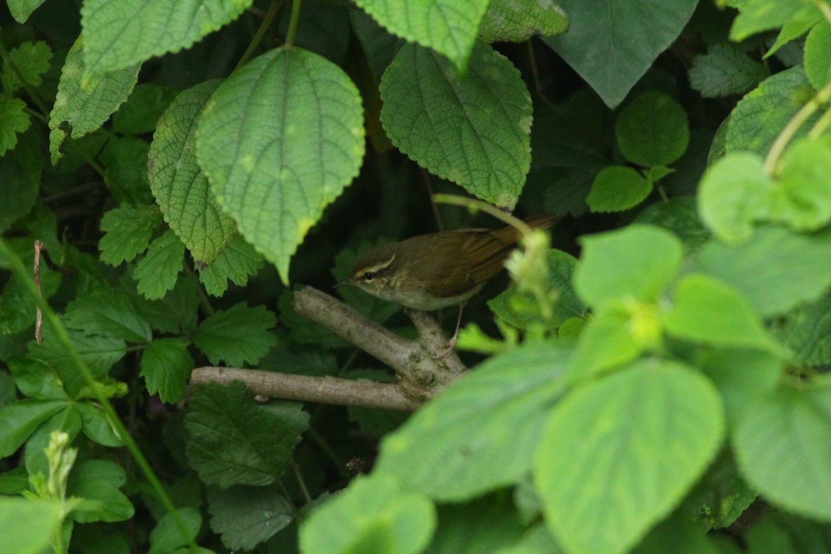 Pale-legged Leaf Warbler - Ko Cheng