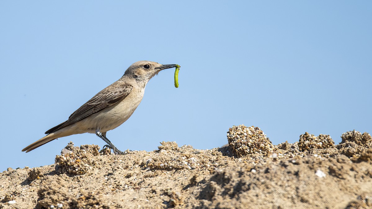 Hooded Wheatear - ML554203551