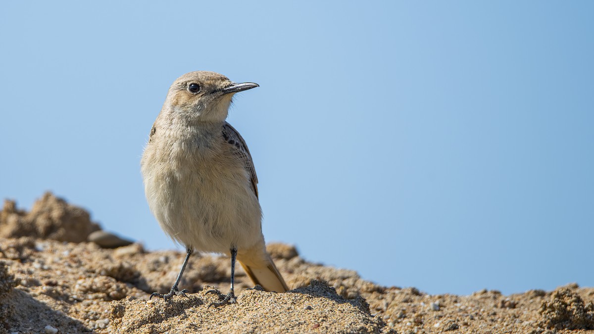 Hooded Wheatear - ML554203561