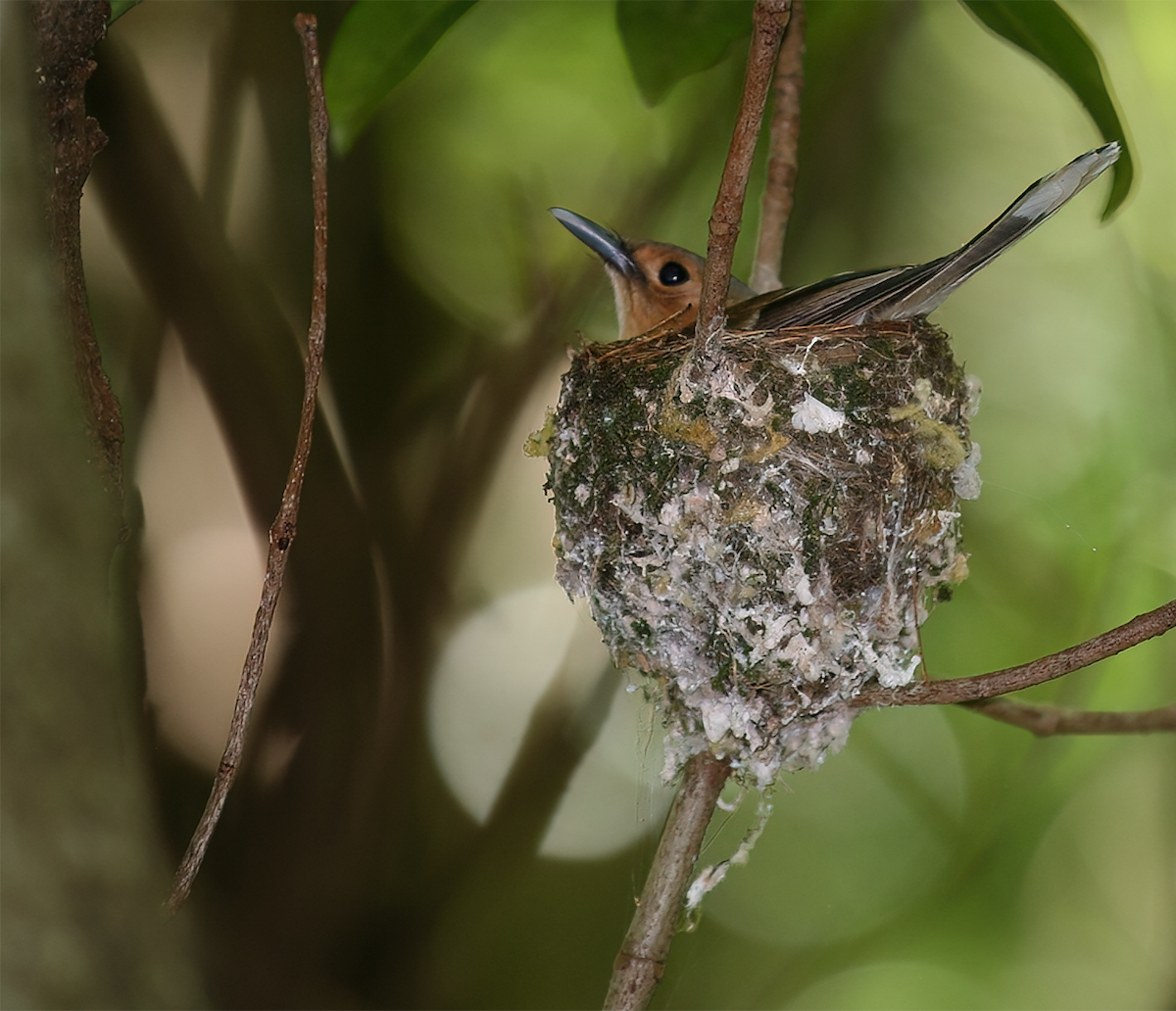 Tinian Monarch - ML554203811