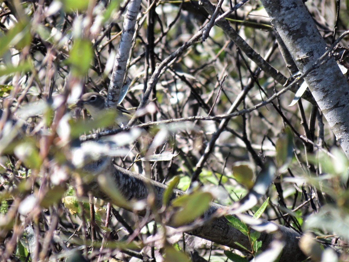 Cassin's Vireo - ML55420431